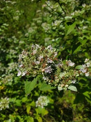Pycnanthemum muticum