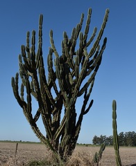 Cereus hildmannianus