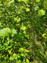 Pycnanthemum muticum