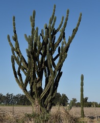 Cereus hildmannianus