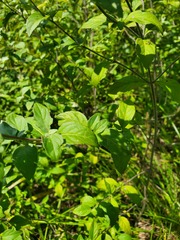 Pycnanthemum muticum