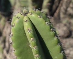 Cereus hildmannianus