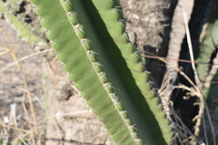 Cereus hildmannianus
