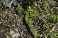 Hylocereeae