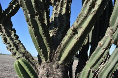 Cereus hildmannianus