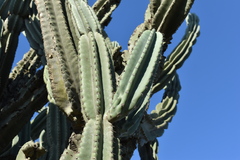 Cereus hildmannianus