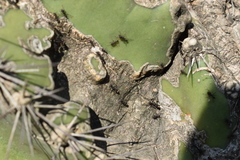Cereus hildmannianus