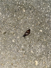 Bulimulus guadalupensis