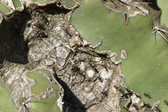 Cereus hildmannianus