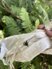 Gasteracantha fornicata