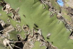 Cereus hildmannianus