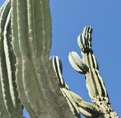 Cereus hildmannianus