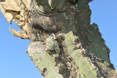 Cereus hildmannianus