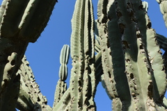 Cereus hildmannianus