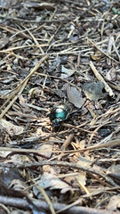 Geotrupes splendidus