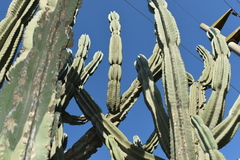 Cereus hildmannianus