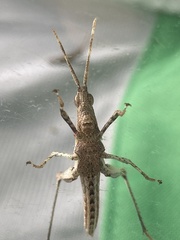 Desmoptera truncatipennis