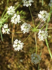 Conopodium majus