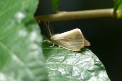 Artaxa