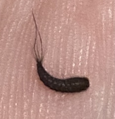 Dermestidae