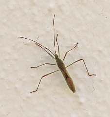 Stenocoris