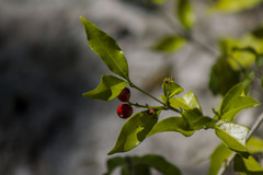 Malpighia glabra