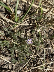 Spergularia rubra