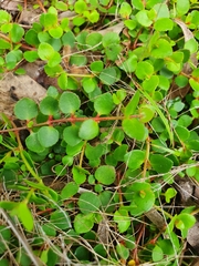 Gonocarpus micranthus