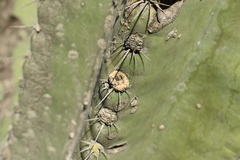 Cereus hildmannianus