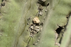 Cereus hildmannianus