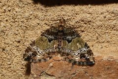 Chrysolarentia phaedra