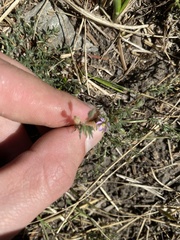Spergularia rubra