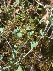 Rumex induratus
