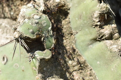 Cereus hildmannianus