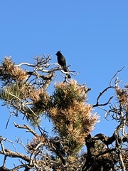 Phainopepla nitens