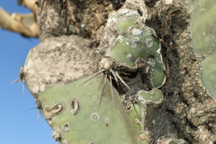 Cereus hildmannianus