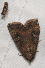 Condica sutor
