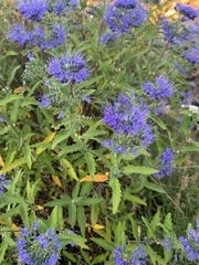 Caryopteris mongholica