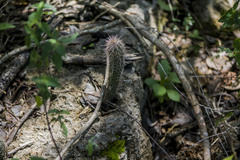 Pilosocereus gaumeri