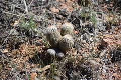 Echinocereus reichenbachii caespitosus