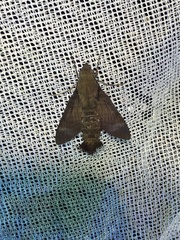 Macroglossum errans