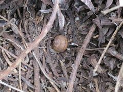 Helminthoglypta nickliniana