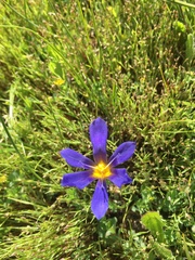 Calydorea xiphioides