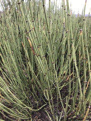 Ephedra viridis