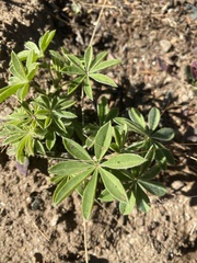 Lupinus