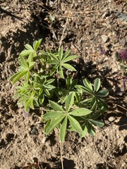 Lupinus