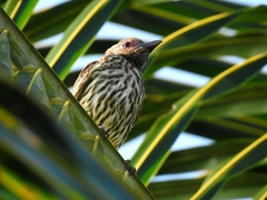 Sphecotheres vieilloti