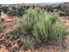 Ephedra viridis