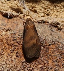 Lambula obliquilinea