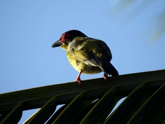 Sphecotheres vieilloti